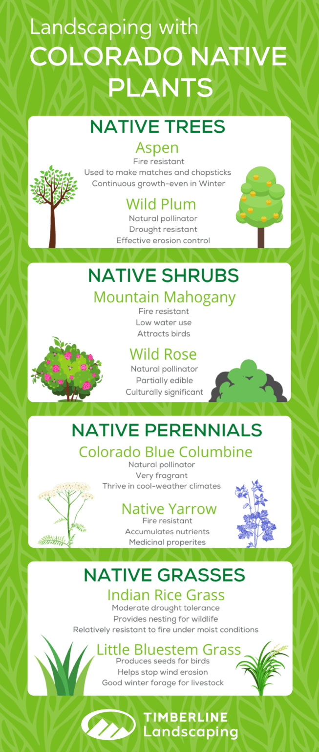 Colorado Native Plants