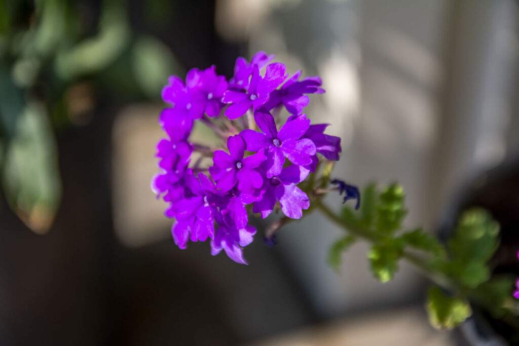 homestead purple verbena