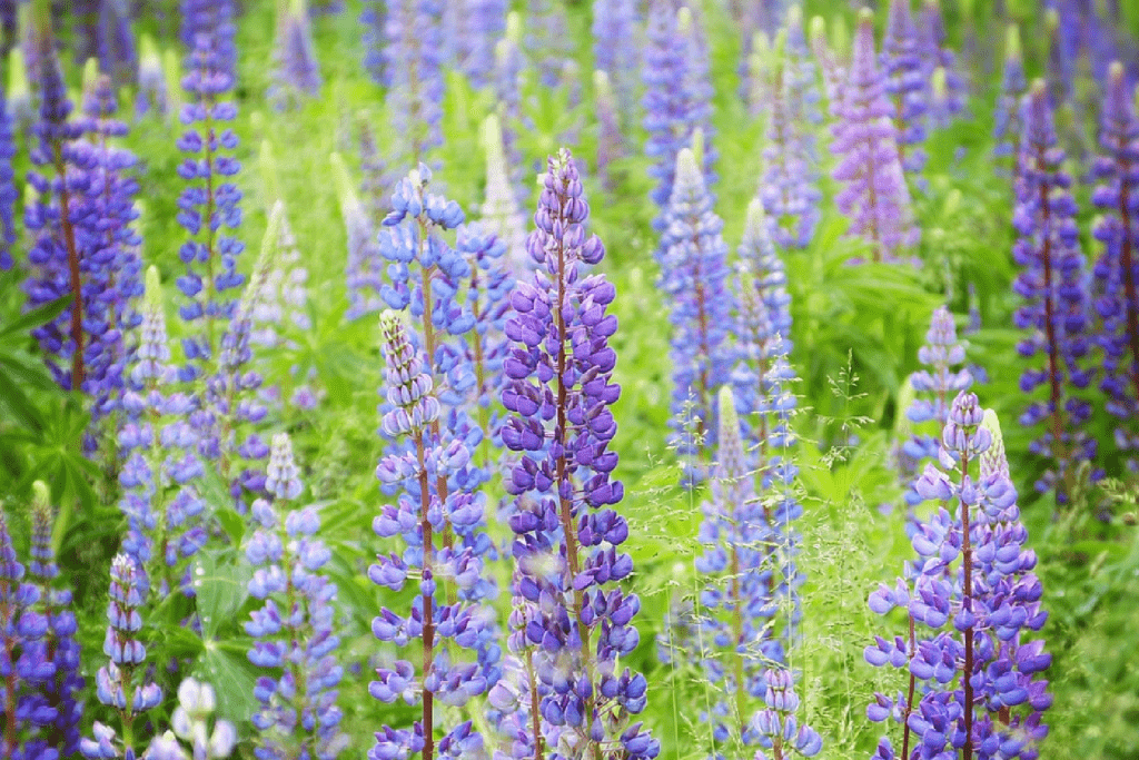 Lupine