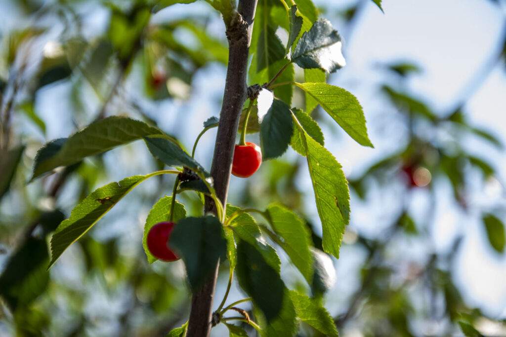 montmorency cherry tree