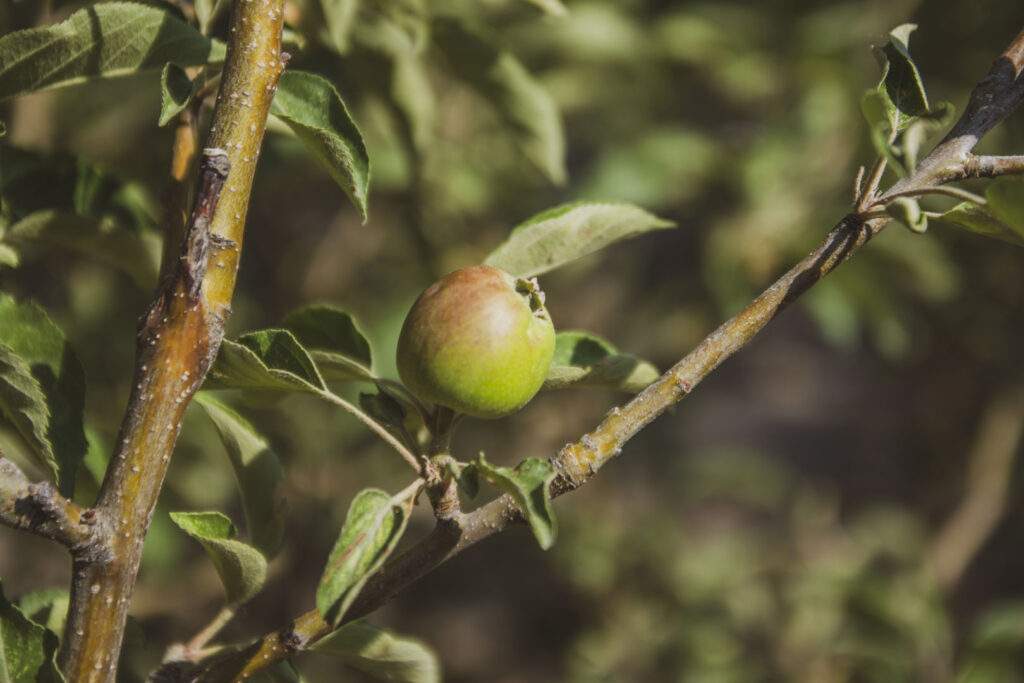 honeycrisp apple tree