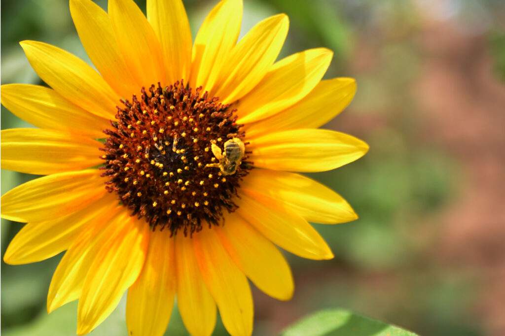 bee in sunflower