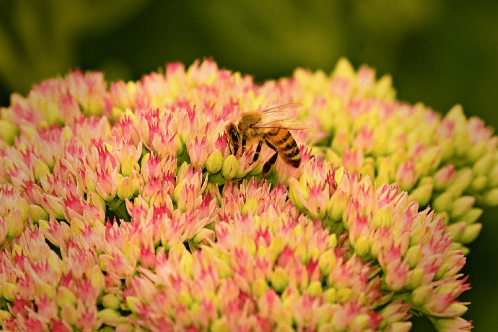 Sedum