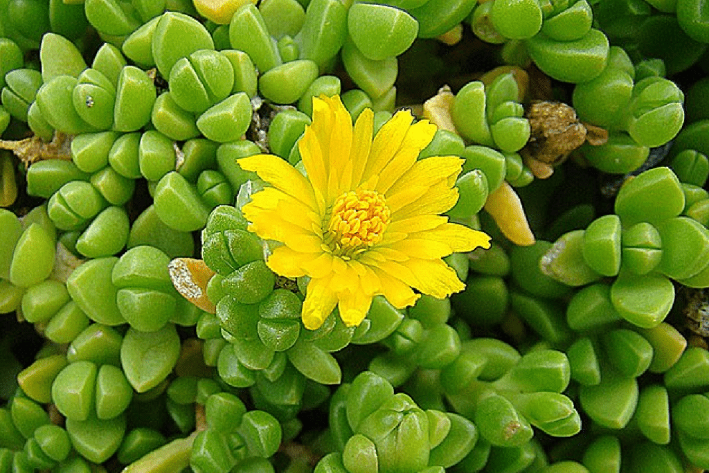 iceplant yellow