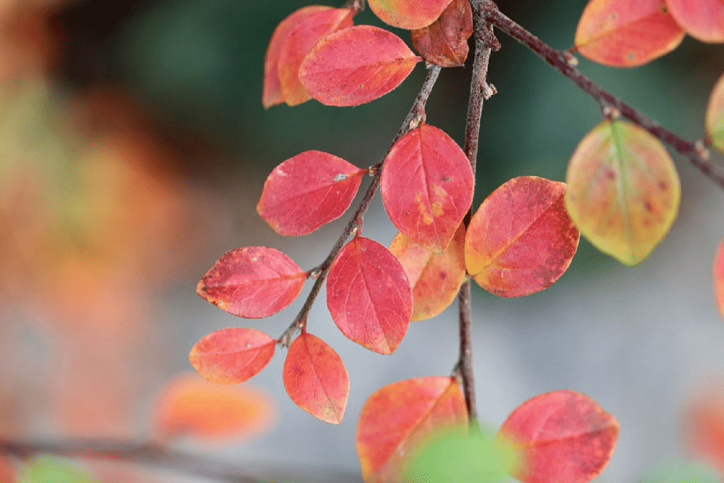 Peking Cotoneaster Leaves-01