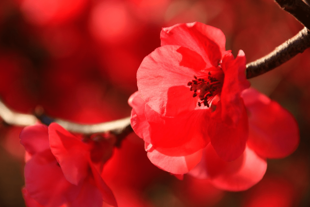 Crabapple Flower - Red