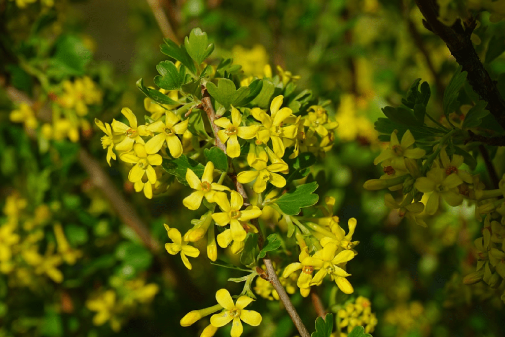 currant - yellow