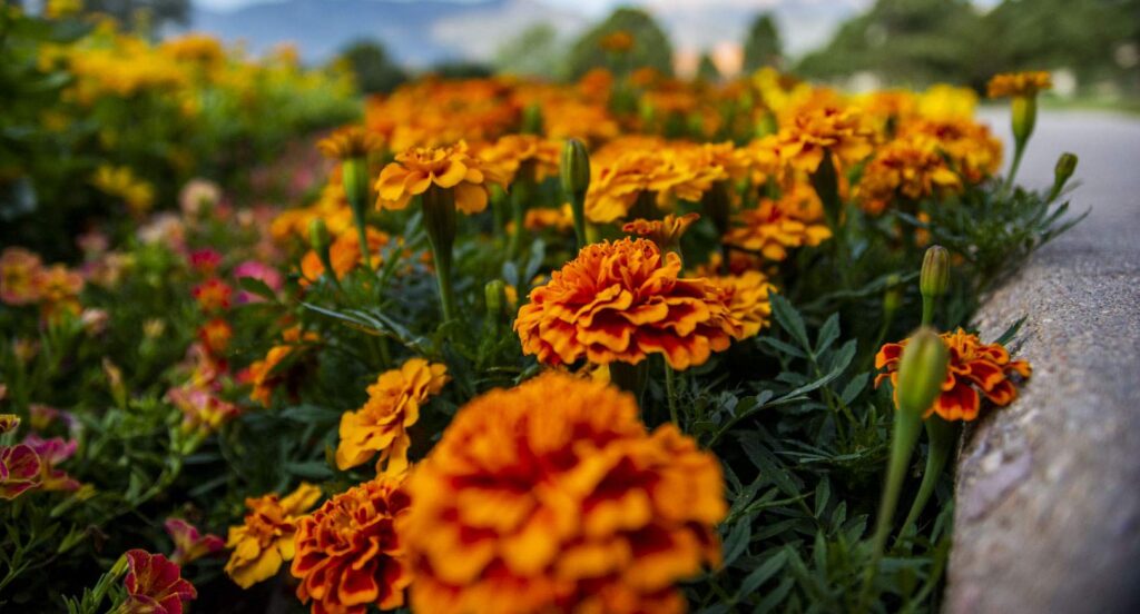 Flower bed orange flowers