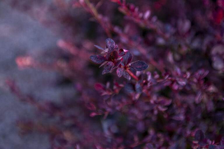 The Best Plants for Xeriscaping - Timberline Landscaping