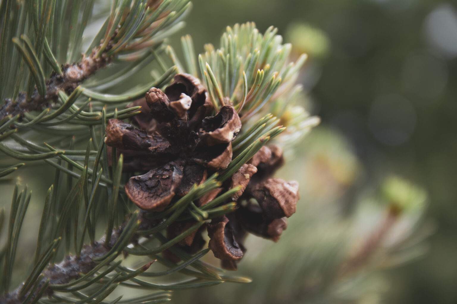 The Best Plants For Xeriscaping Timberline Landscaping