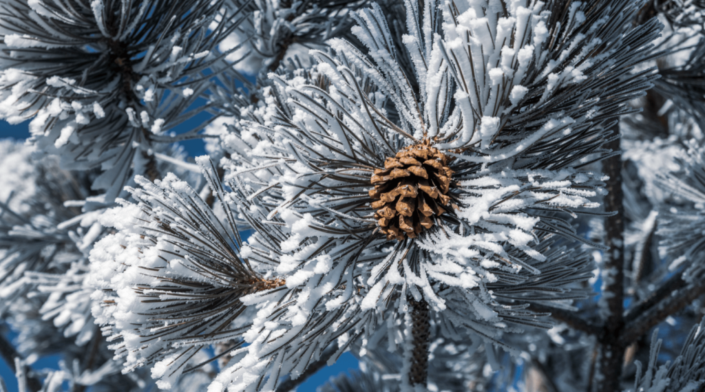 Snowy pinecone