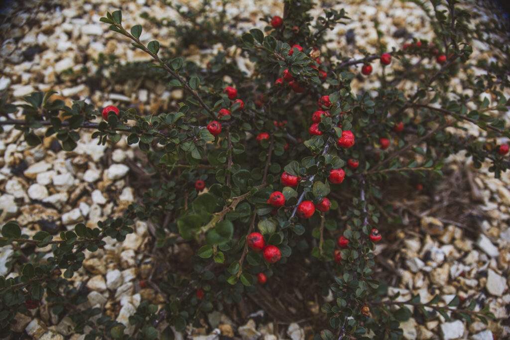 red berries on plant