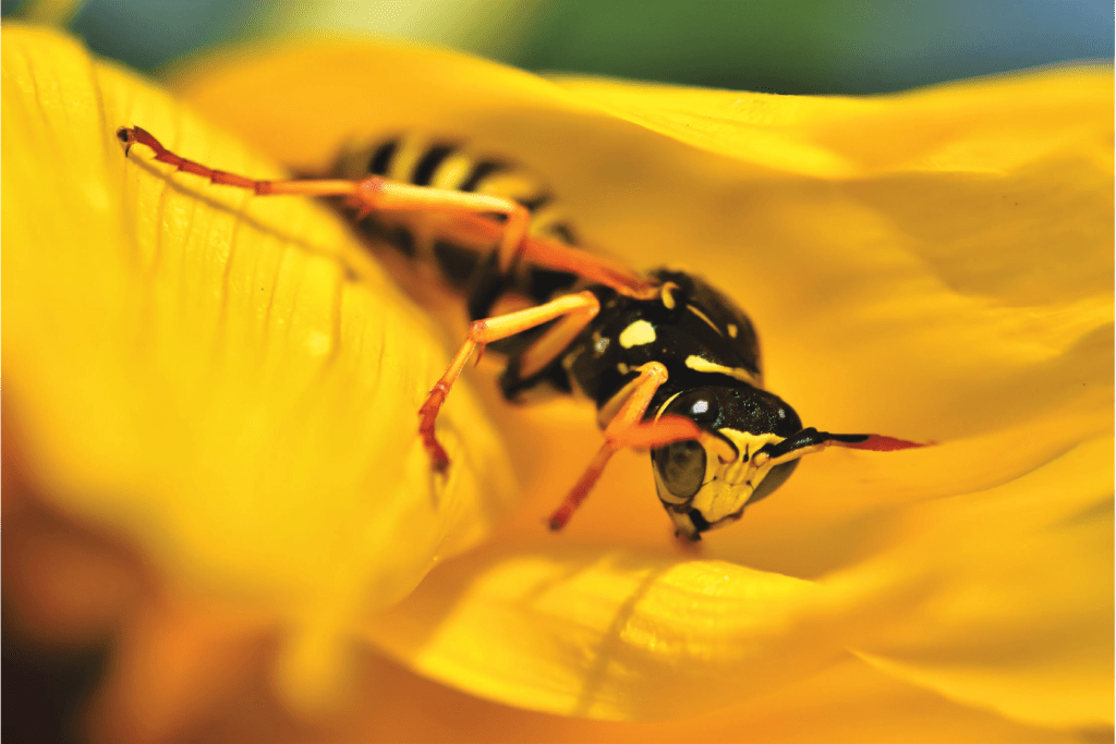 wasp on yellow flower