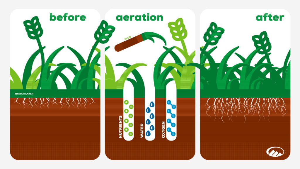 Graphic of the steps of lawn aerating