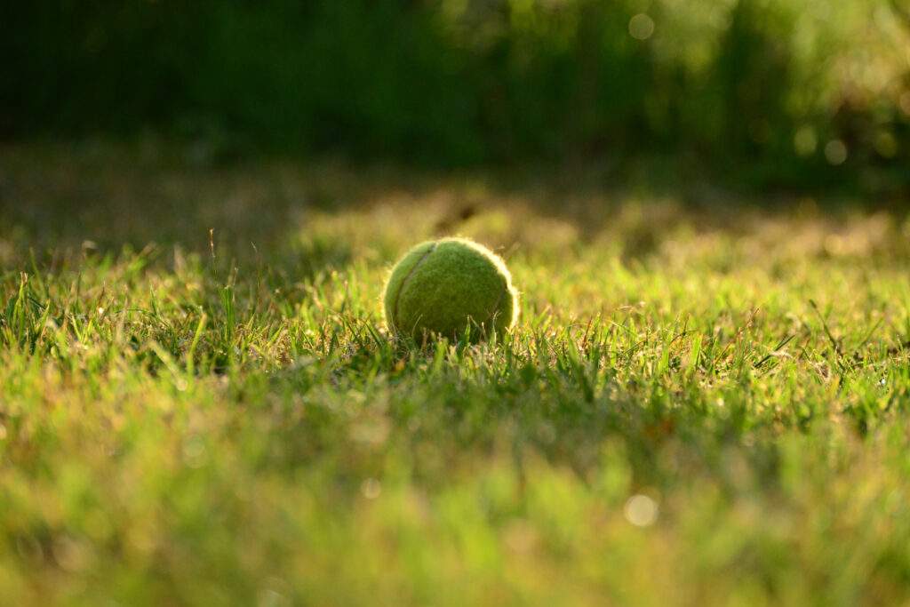 Tennis ball on grass in sunlight