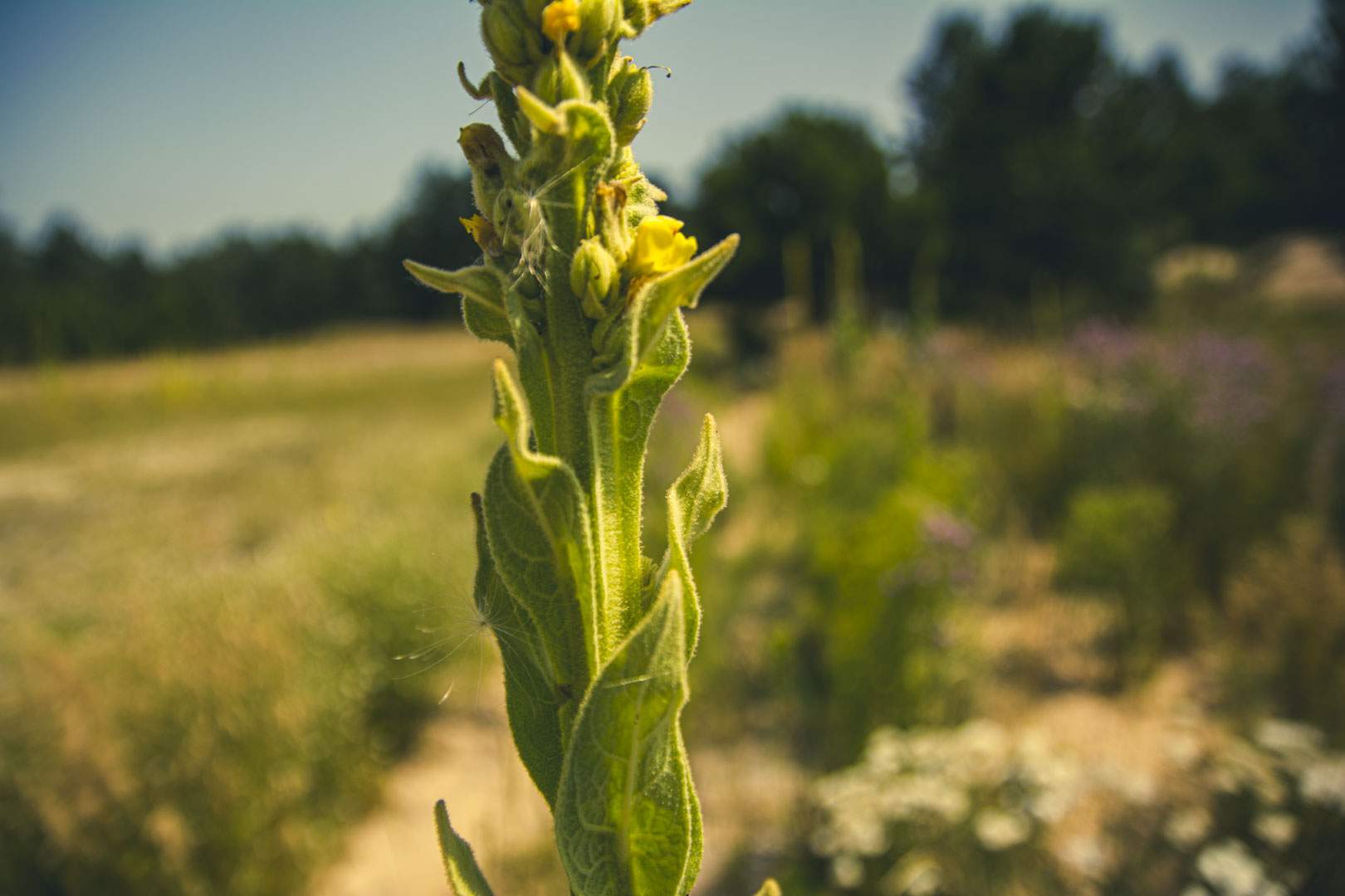 Mullein in a field