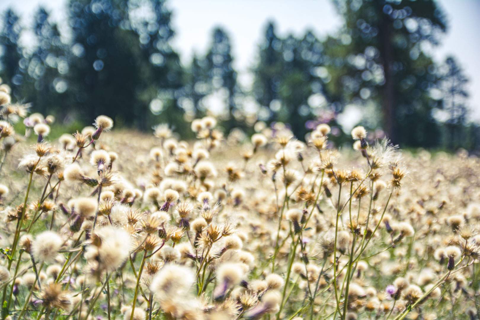 field of thistle