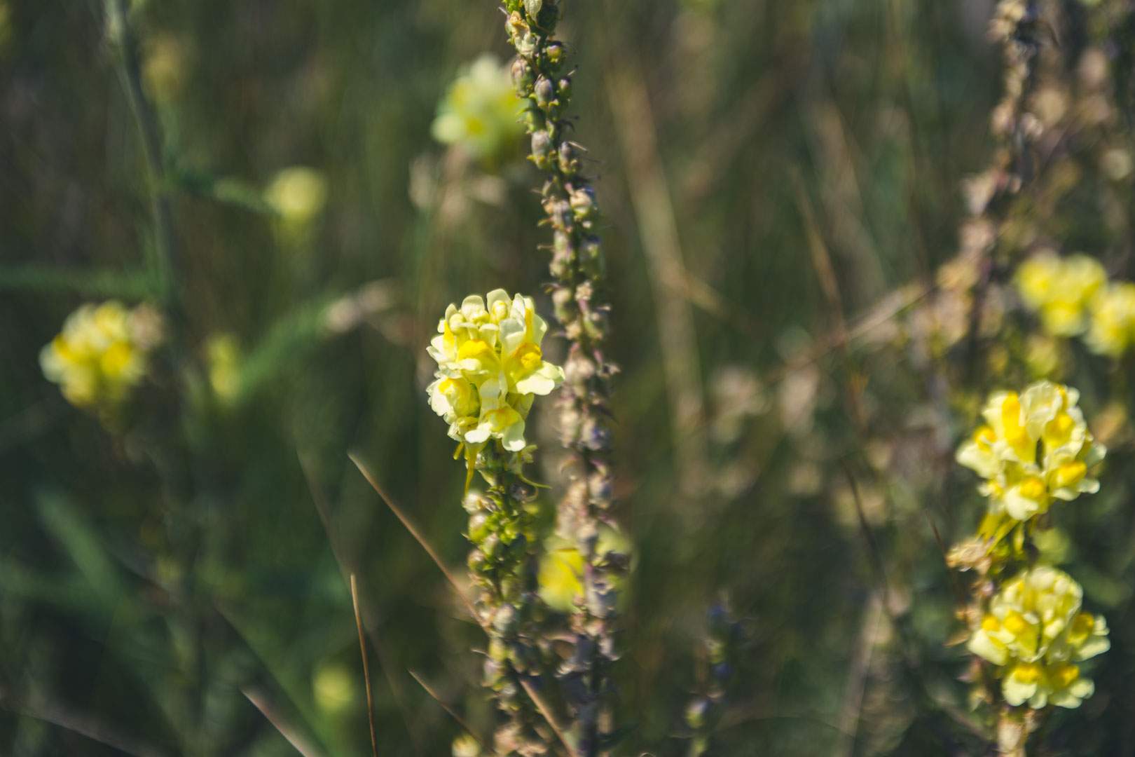 toadflax and grass
