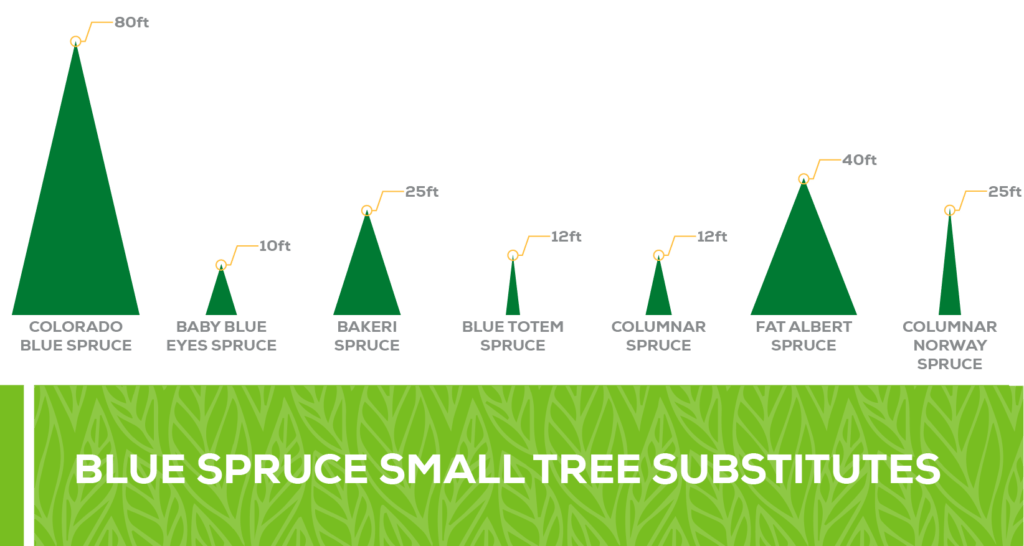 blue spruce small tree substitutes