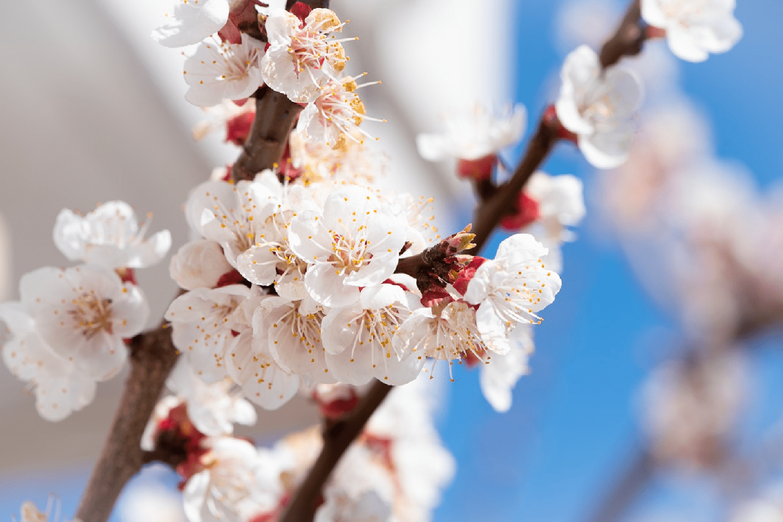 what-you-need-to-know-about-freeze-damage-to-trees-in-colorado