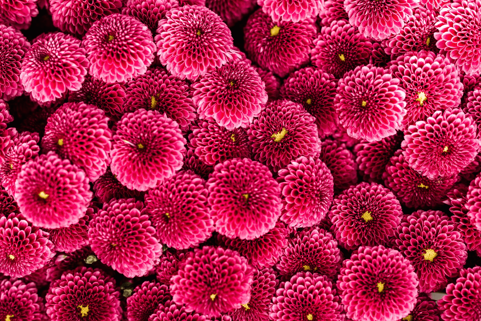 Perennial Bloom Calendar Colorado Springs Timberline Landscaping perennial-bloom-calendar-colorado-springs-timberline-landscaping