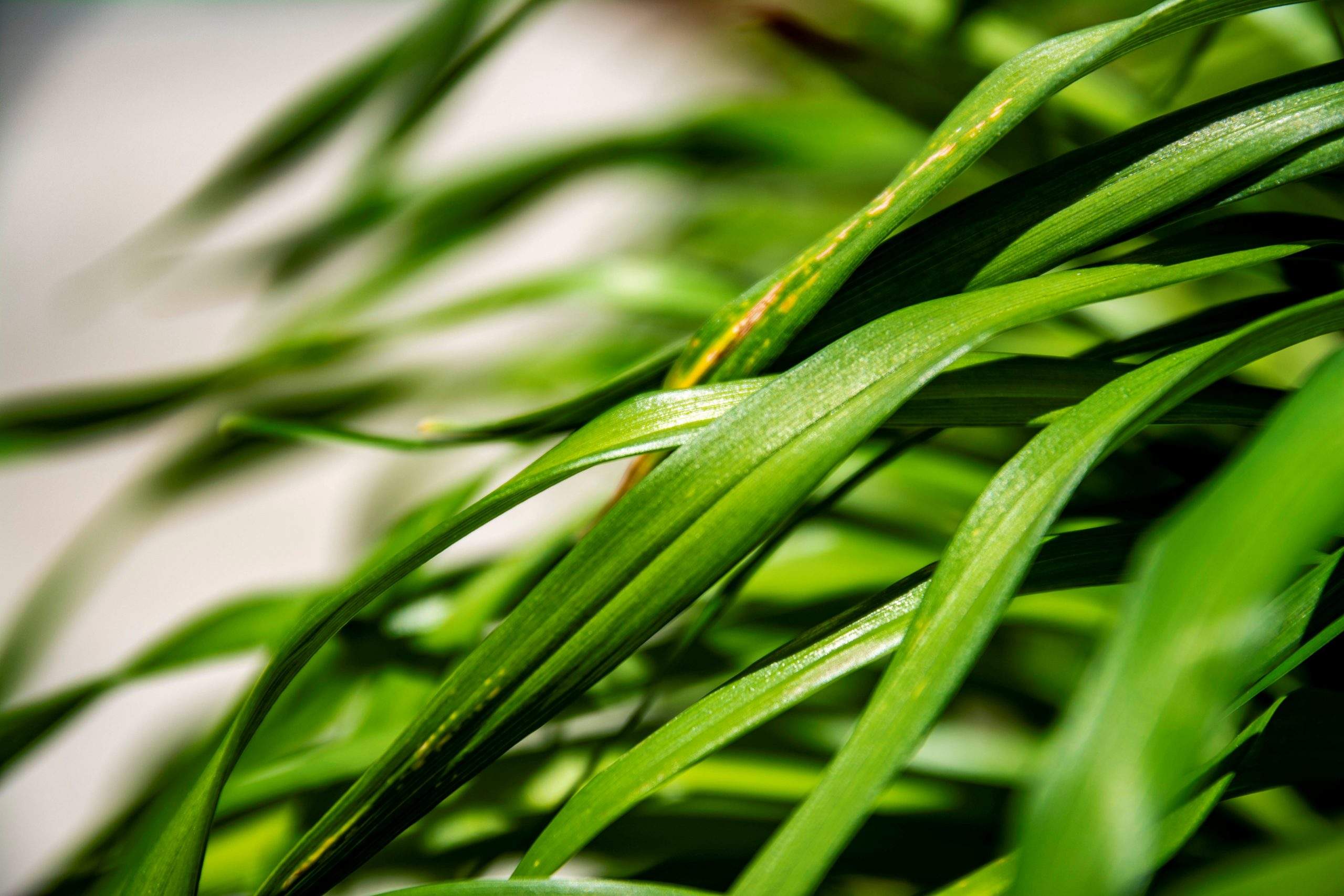 Close Up Grass