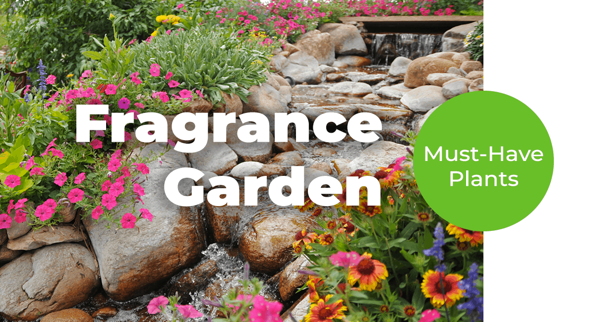 Your Colorado Fragrance Garden Guide_ MustHave Plants Timberline
