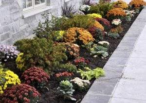 Autumn Flowers in Colorado Springs