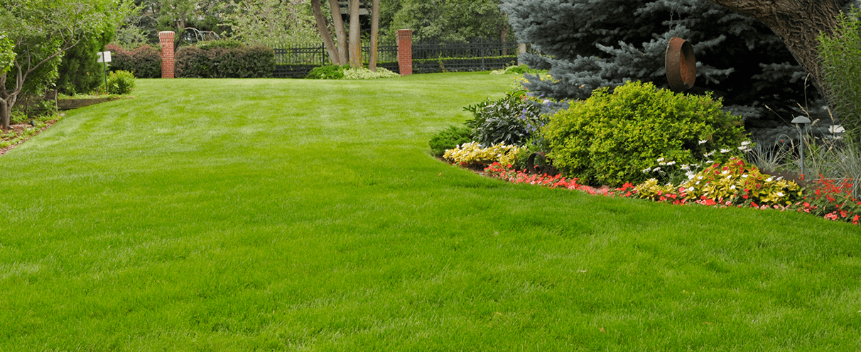 Image of Lawn with no weeds