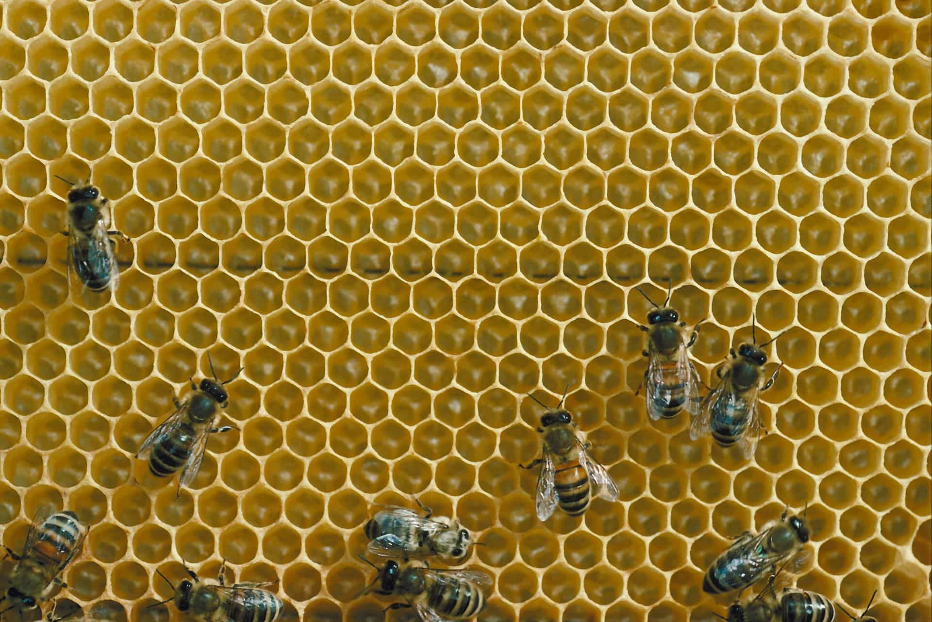 bees-compressor - Timberline Landscaping