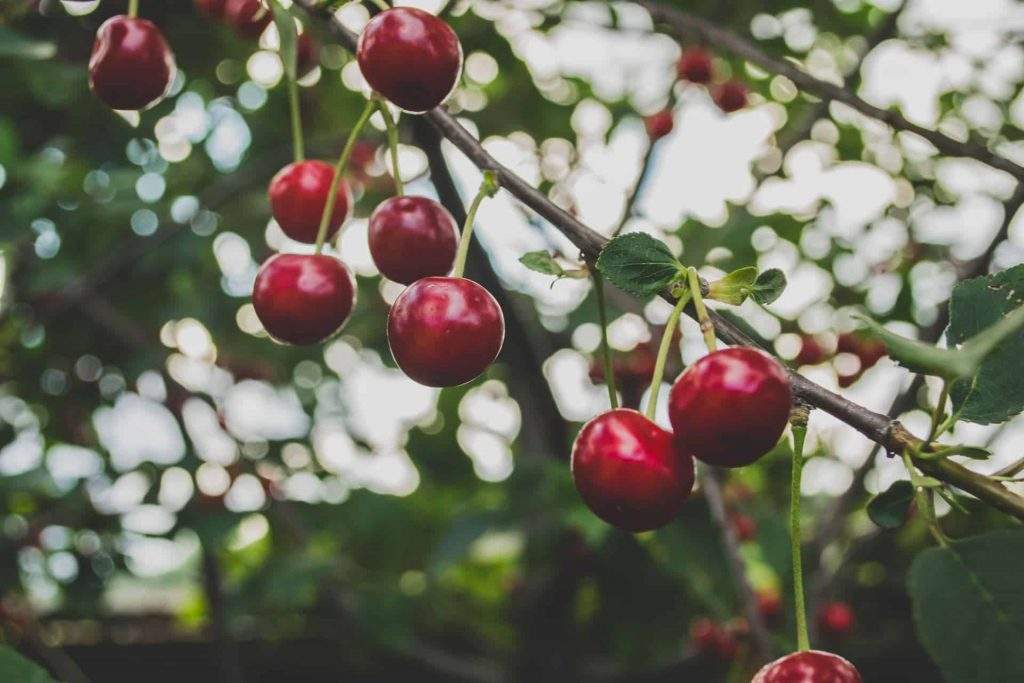 cherry tree in edible garden in colorado