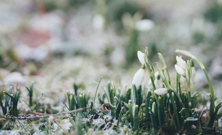 Preparing Your Yard For Spring Timberline Landscaping