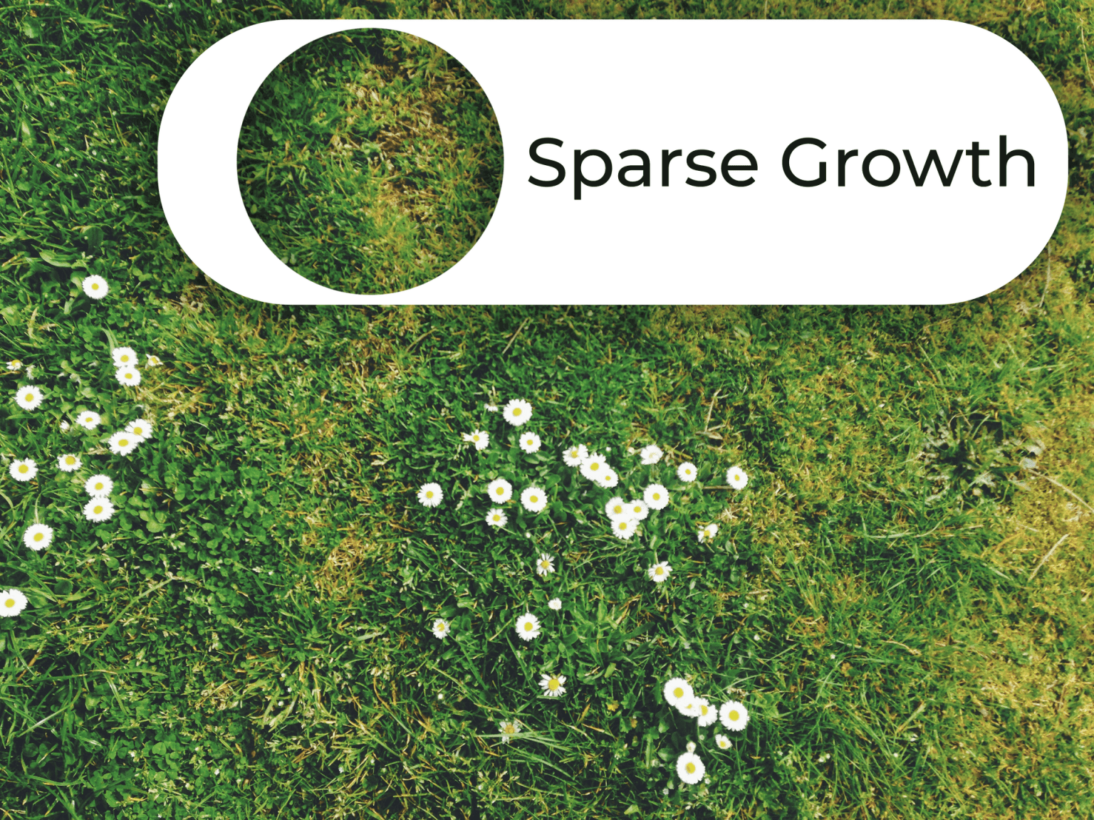 Complete Guide to Aerating Your Lawn - Timberline Landscaping