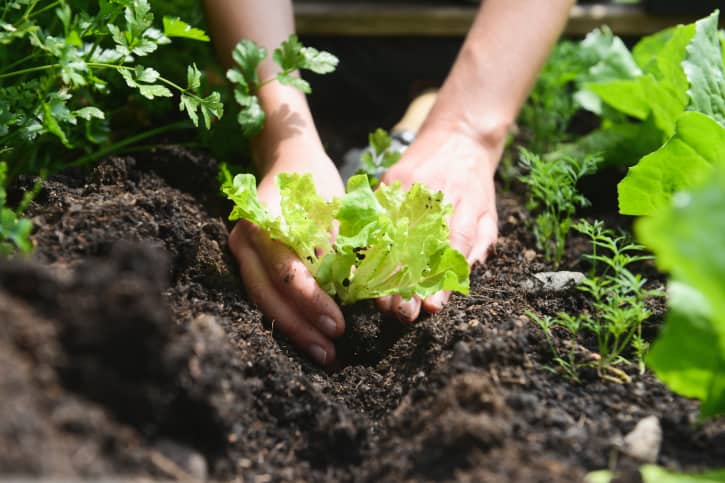 Why Soil PH Matters Timberline Landscaping