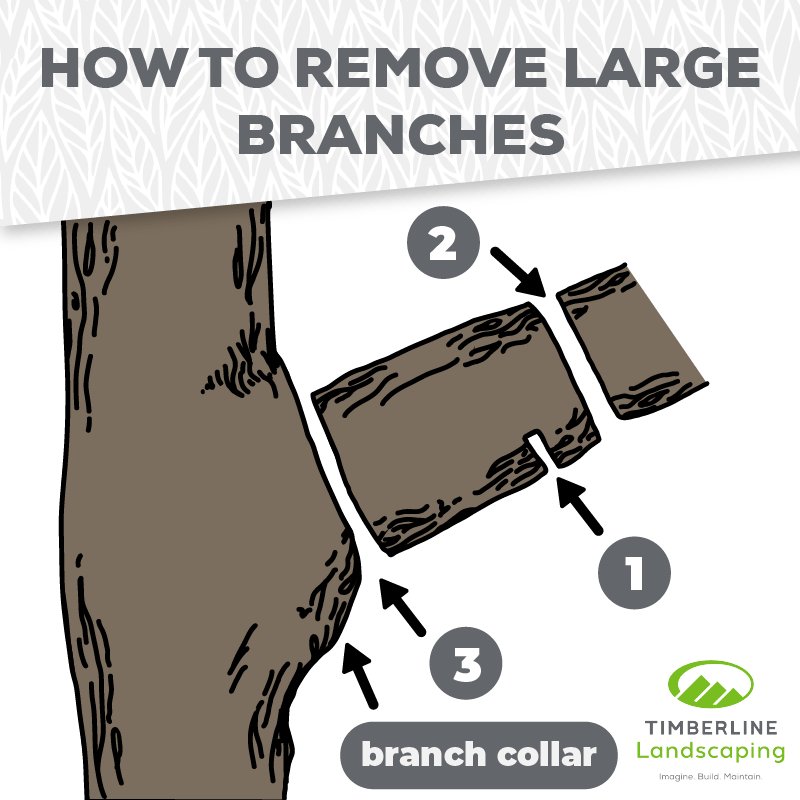 How To Prune