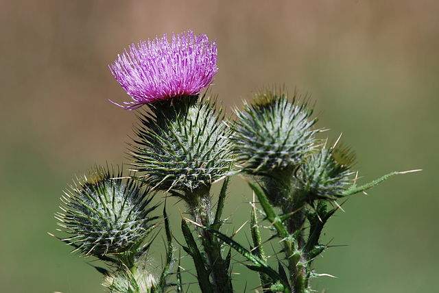 noxious weeds bull thistle