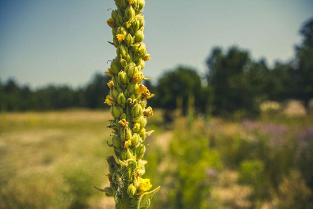 mullein noxious weed