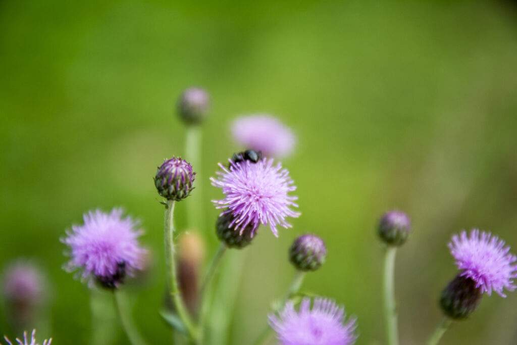 canada thistle