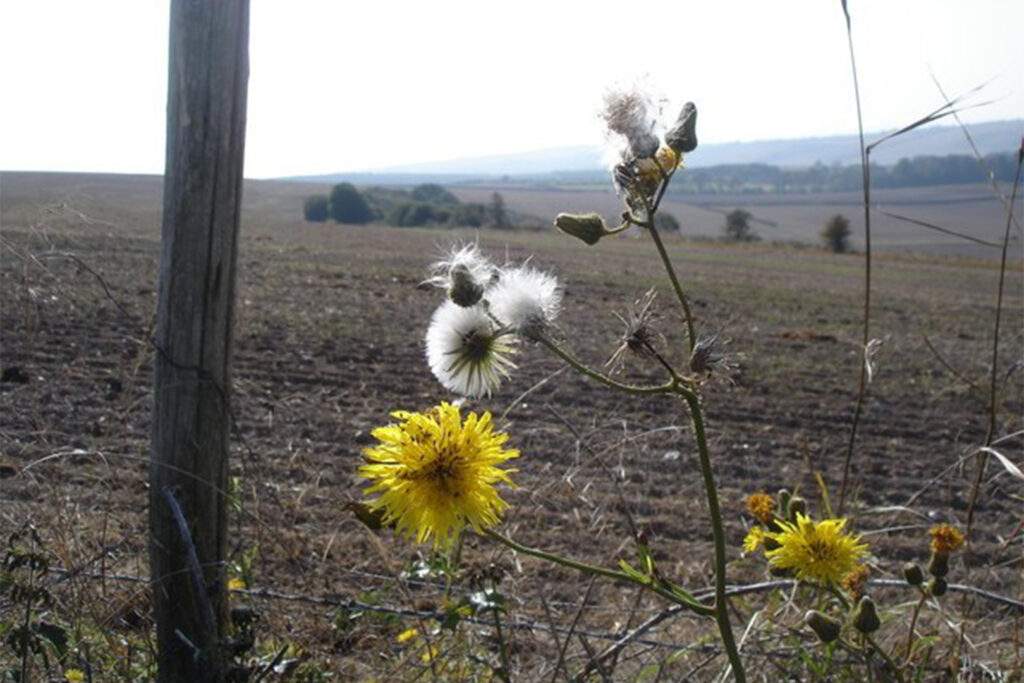 perennia sowthistle