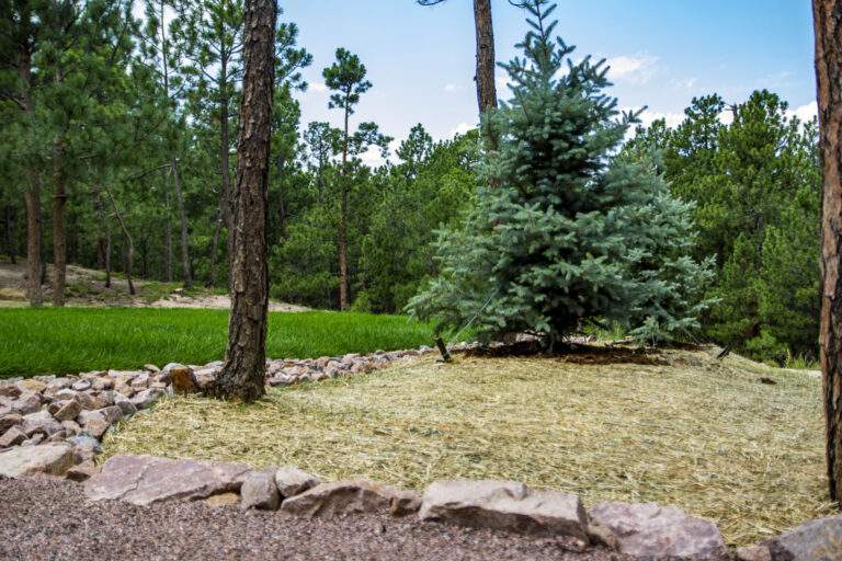 Native Grass & Trees