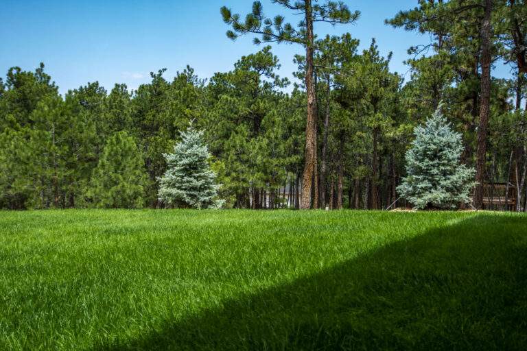 Turf & Trees