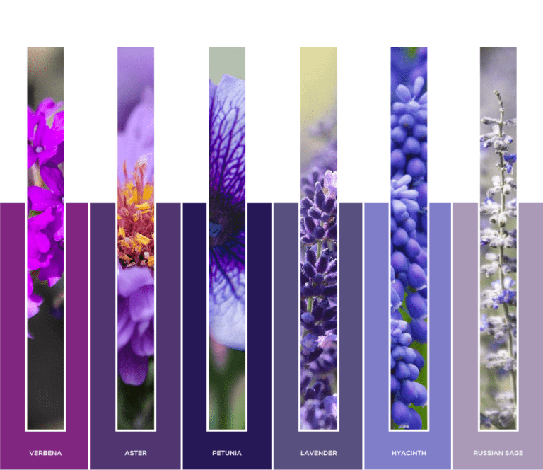 color palette 4