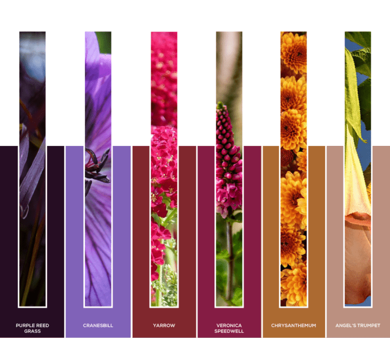 color palette 1