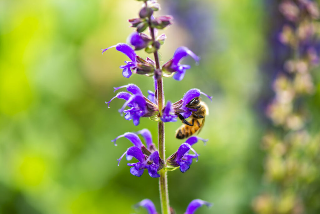 bee pollinating flower