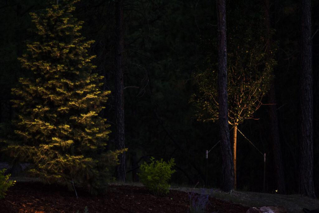 Tree Uplighting