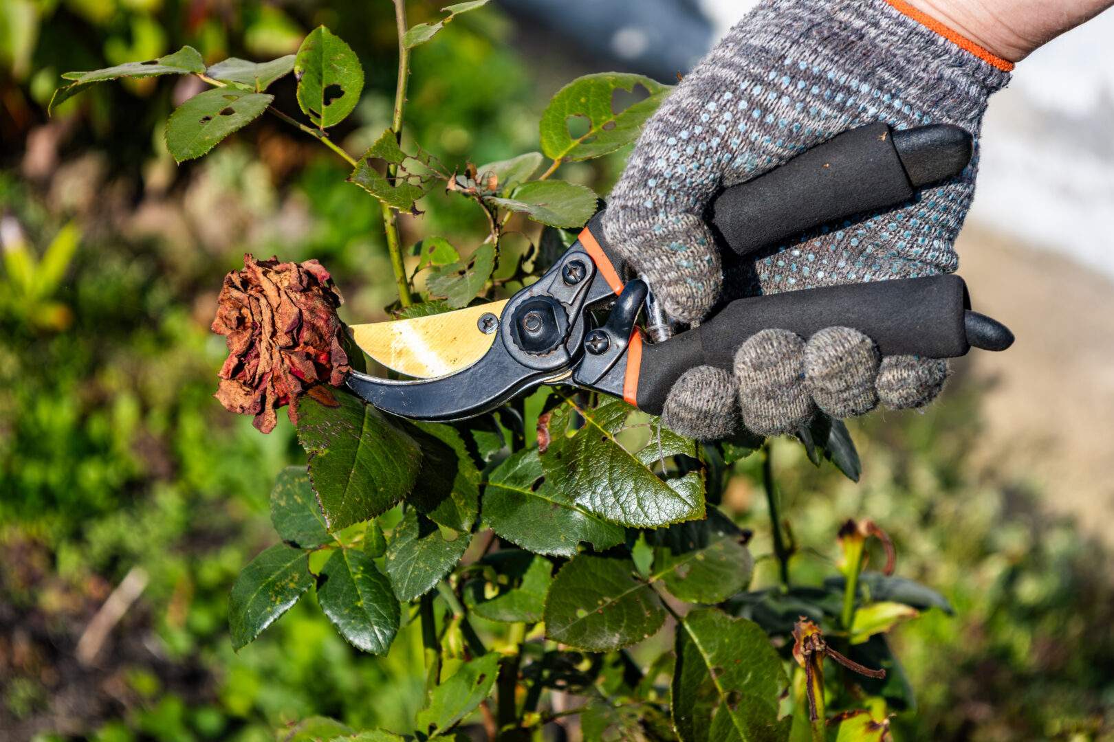 Deadheading flowers
