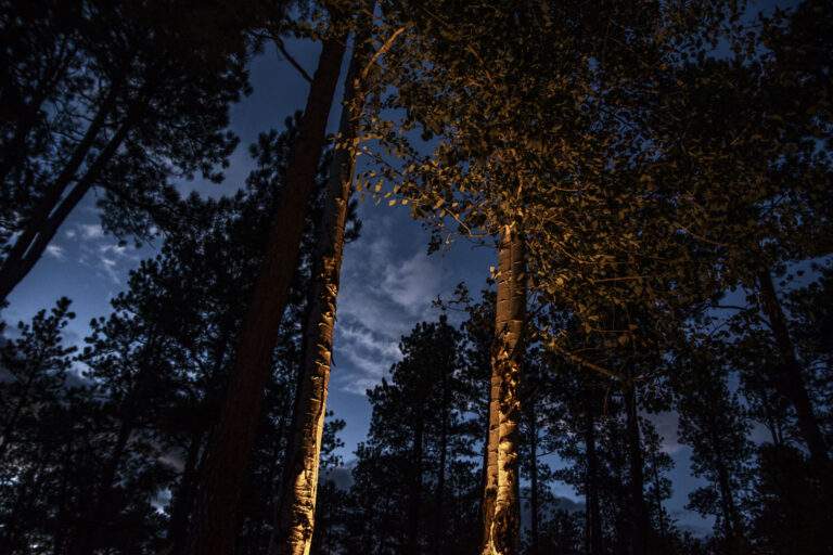 uplit trees