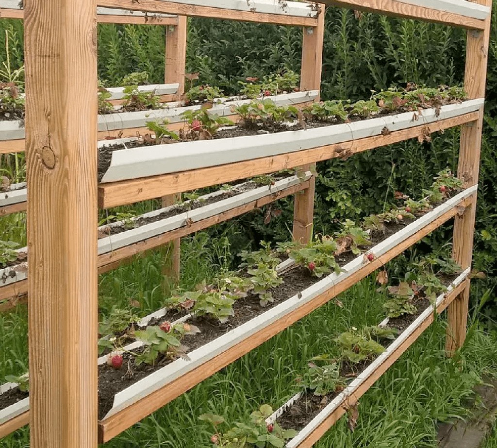 vertical strawberry garden