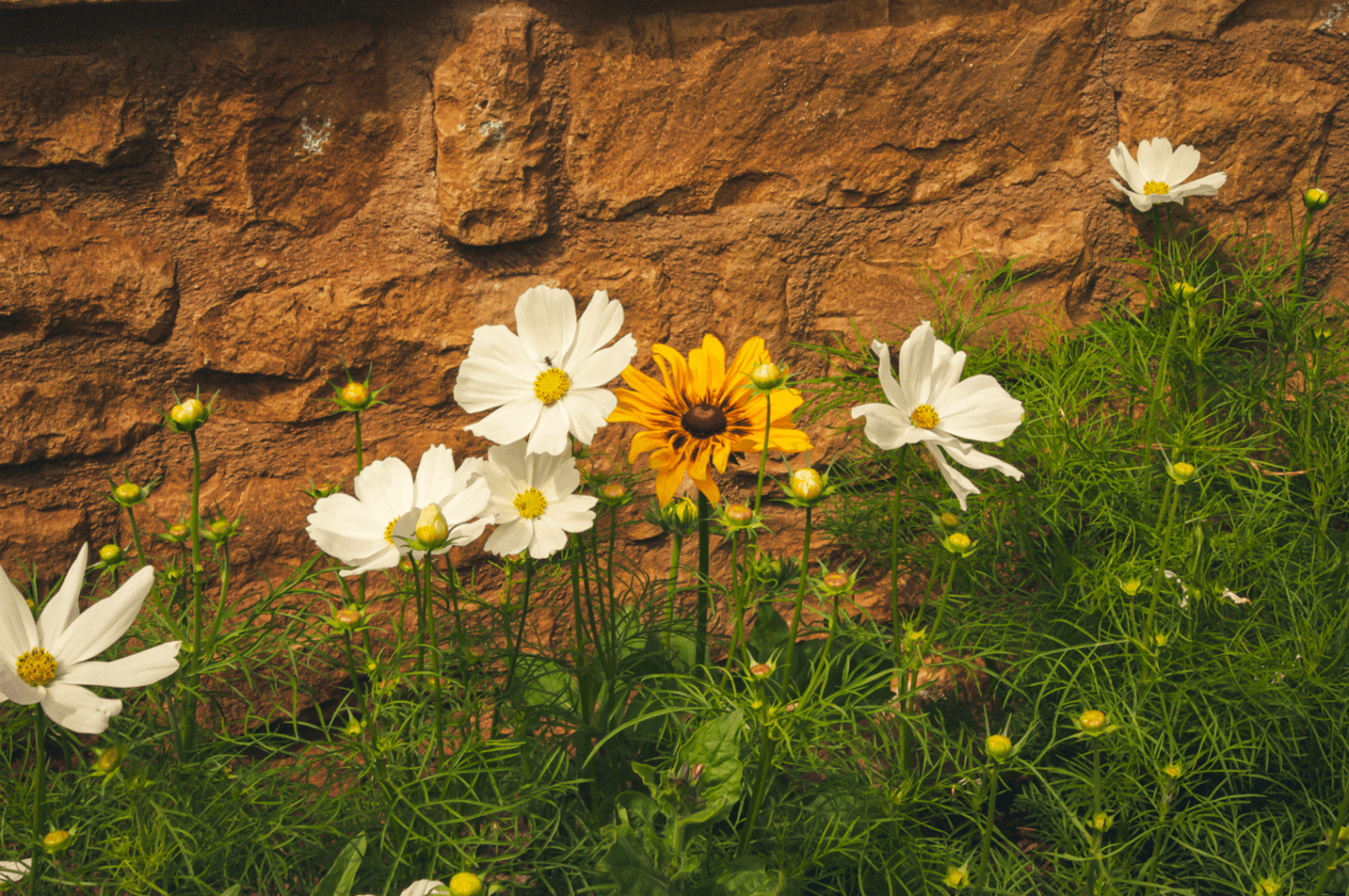 flower garden