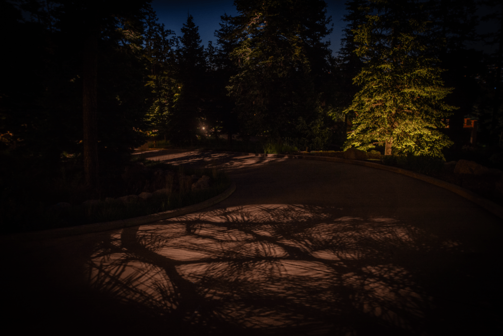 downlights and shadows of tree branches on pavement